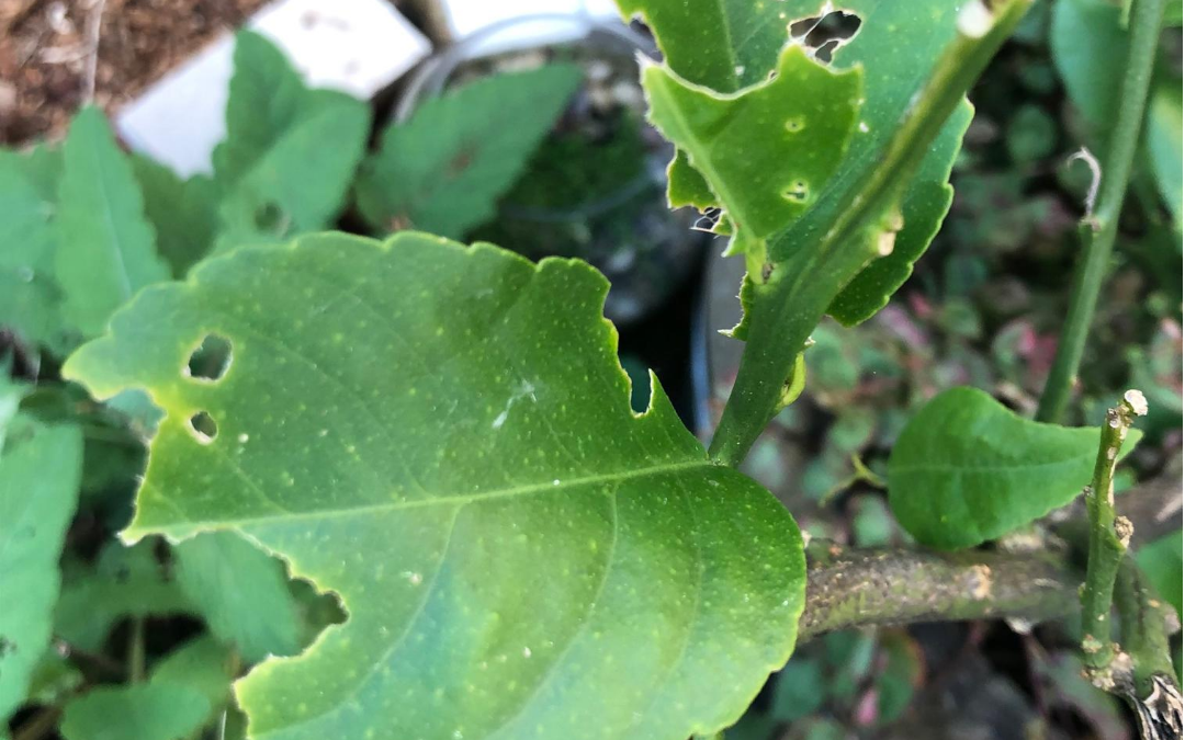 Citrus tree showing signs of disease due to deficiency