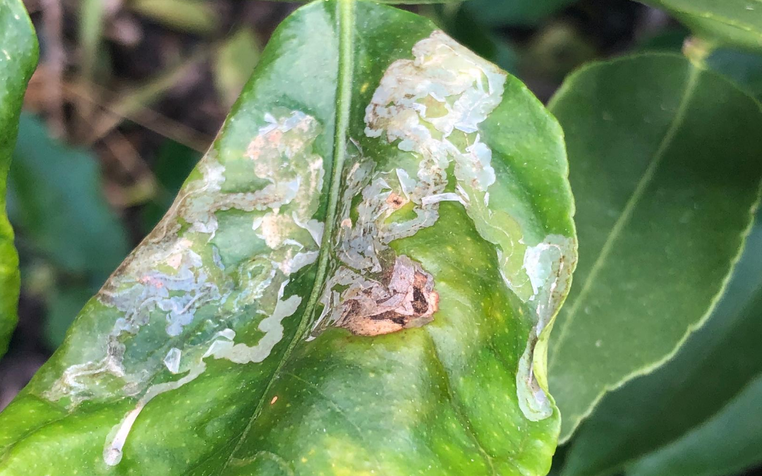 has-my-tree-got-citrus-leafminer