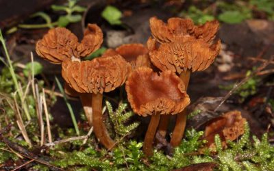 Having fun with fungi