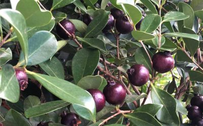 A glut of guavas