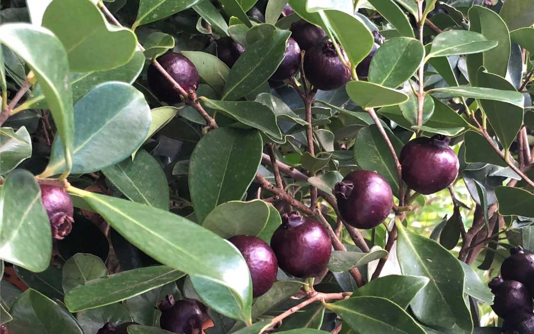 A glut of guavas