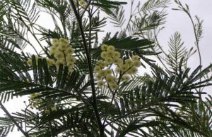 Acacia mearnsii in bloom