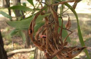 Acacia melanoxylon fruits