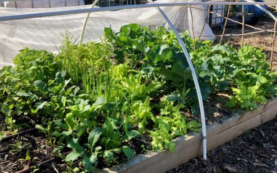 Sustainable Macleod gets a mention in The Age