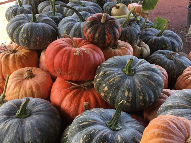 Pumpkins at the Macleod Organic Community Garden