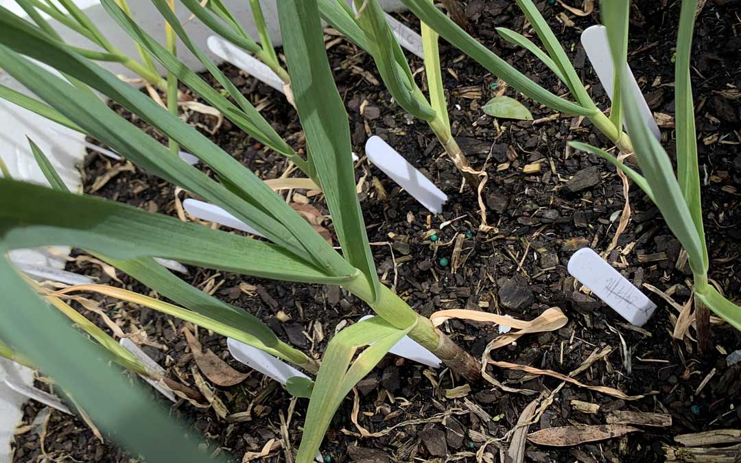 Garlic growing hints for September