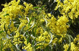 Golden wattle