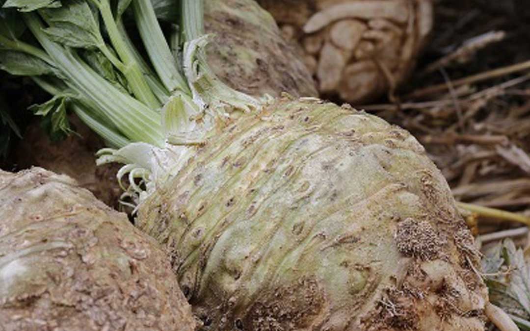 Growing celeriac