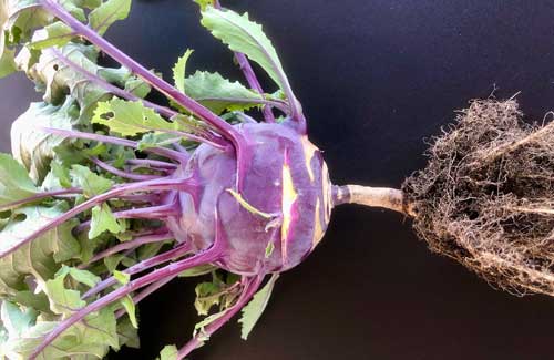 kohlrabi with roots