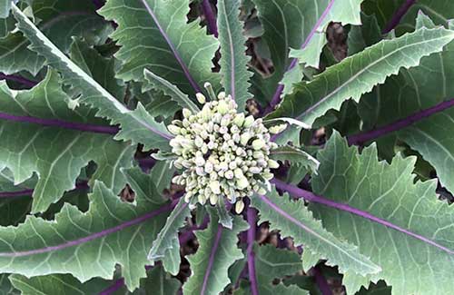 kohlrabi cabbage