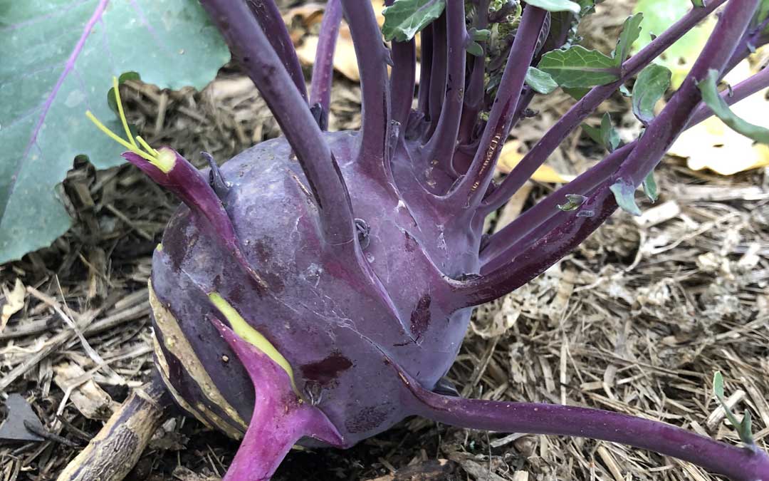 Growing kohlrabi – king of the cabbages