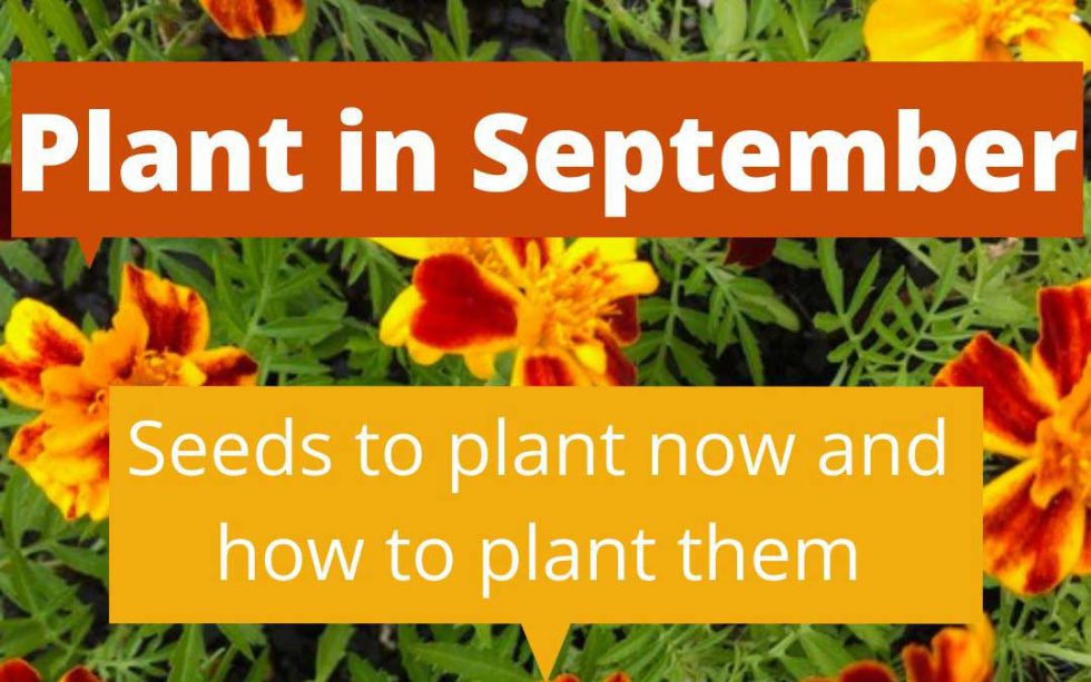 What to plant in September in Melbourne Sustainable Macleod