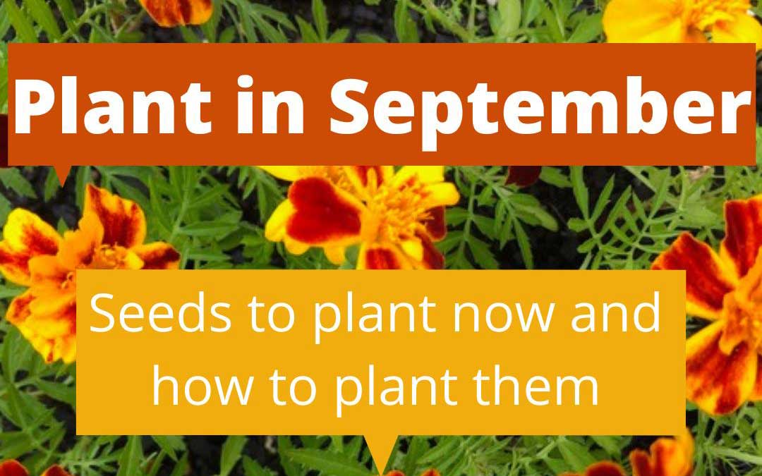 what to plant in September