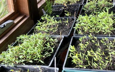 Members growing spring seedlings at home
