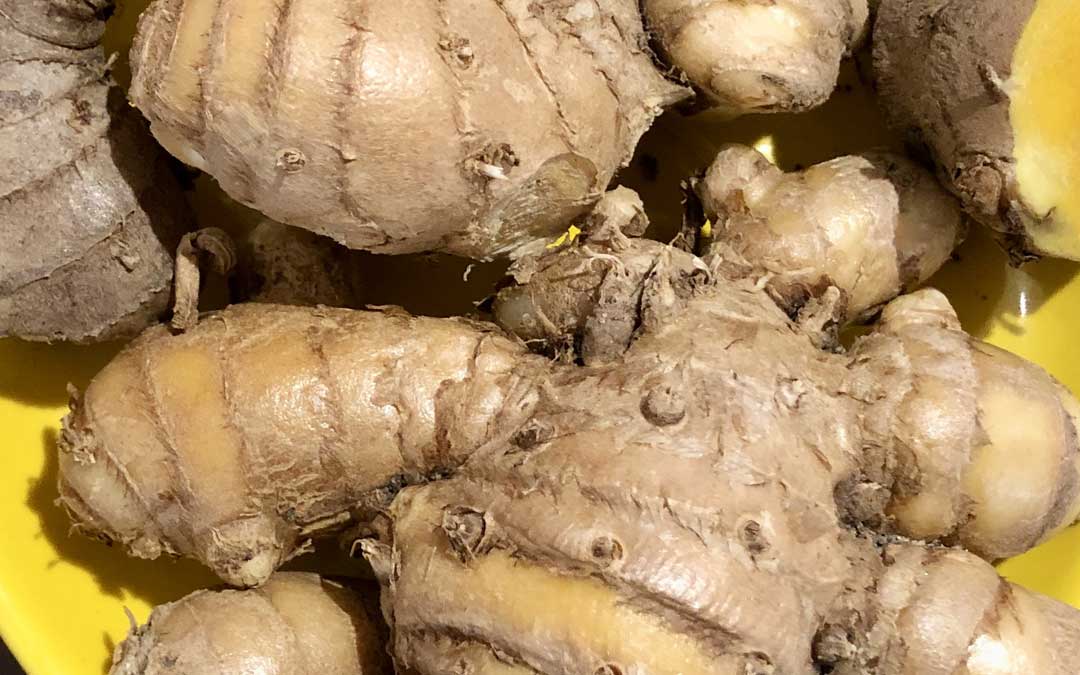 Growing ginger, galangal and turmeric in Melbourne