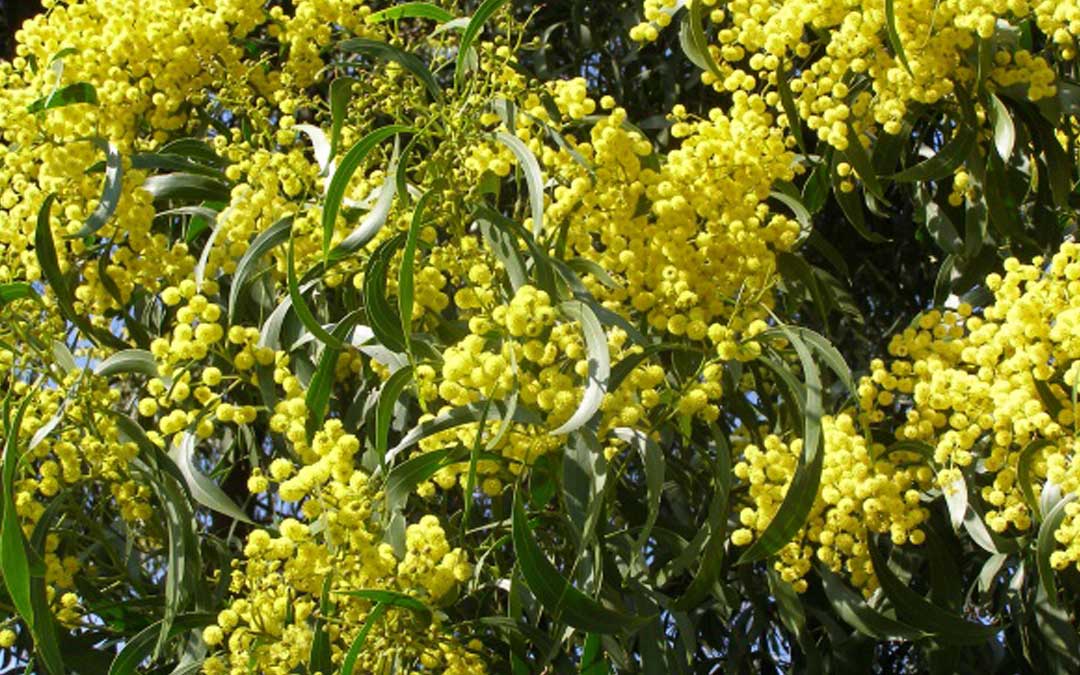 Acacia Pycnantha Wattles in bloom