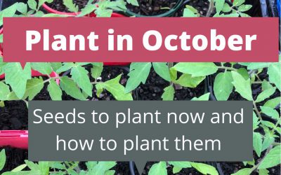 What to plant in October in Melbourne