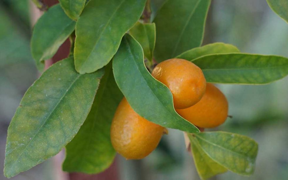 A glut of cumquats - Sustainable Macleod