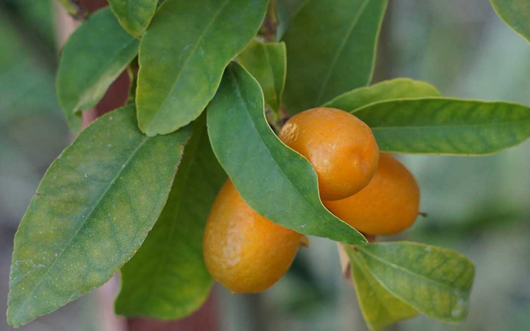 A glut of cumquats