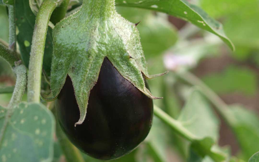 Eggplant growing