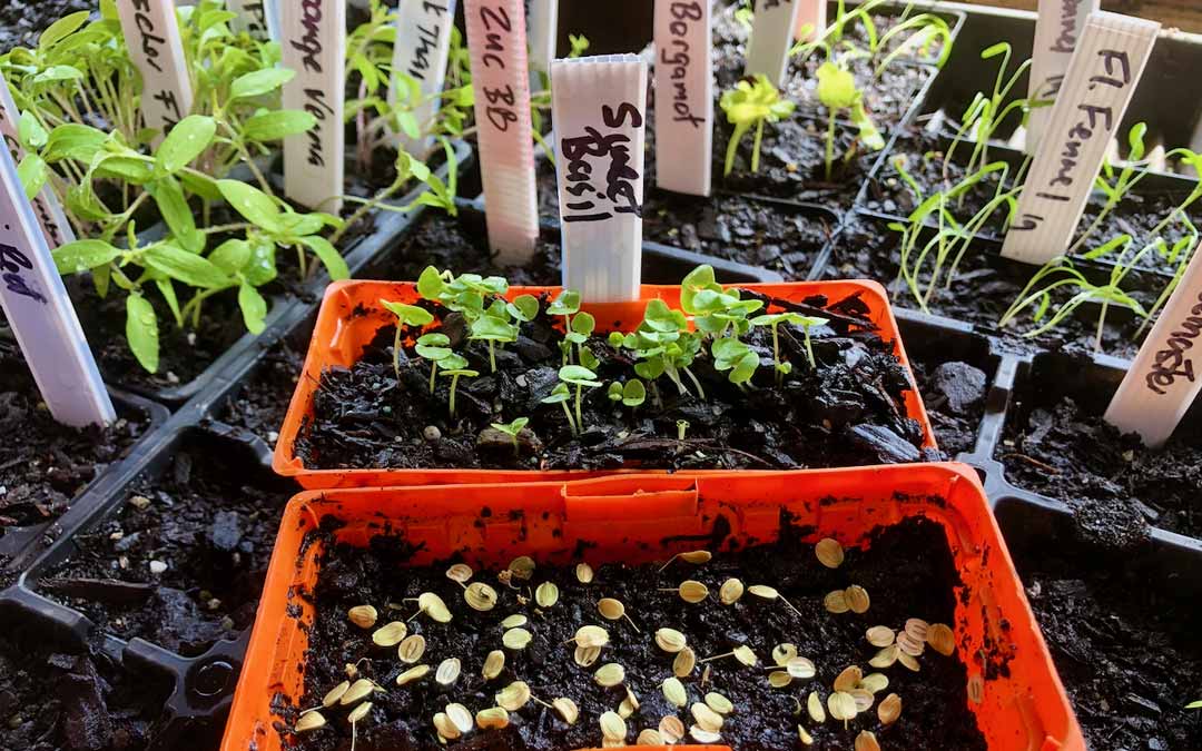 Preparing seeds in punnets for planting