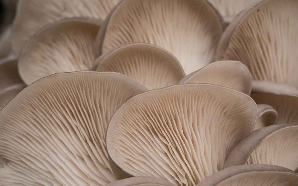 Oyster and shiitake mushroom bulk buy Sustainable Macleod