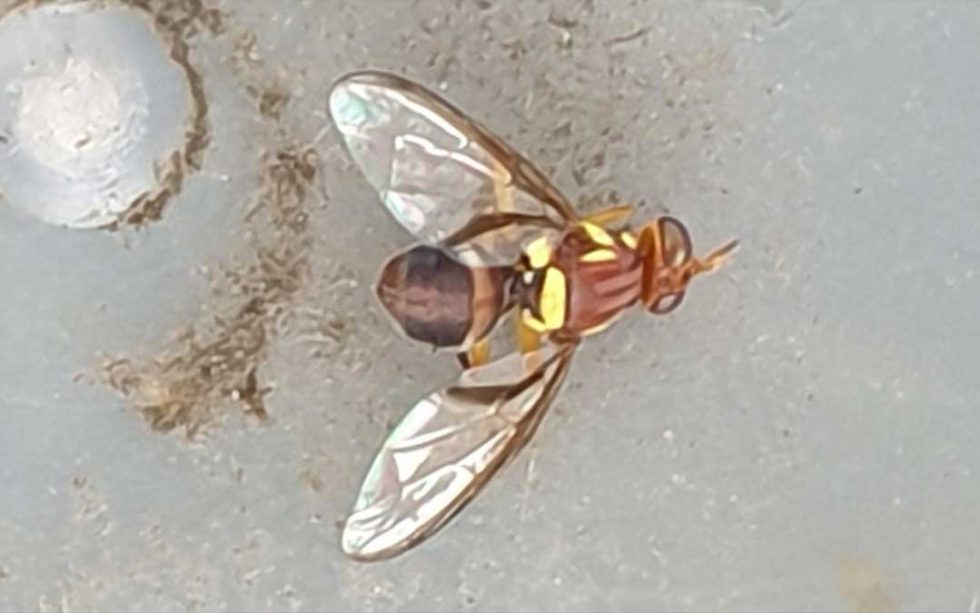 Fight Queensland Fruit Fly this season! Sustainable Macleod
