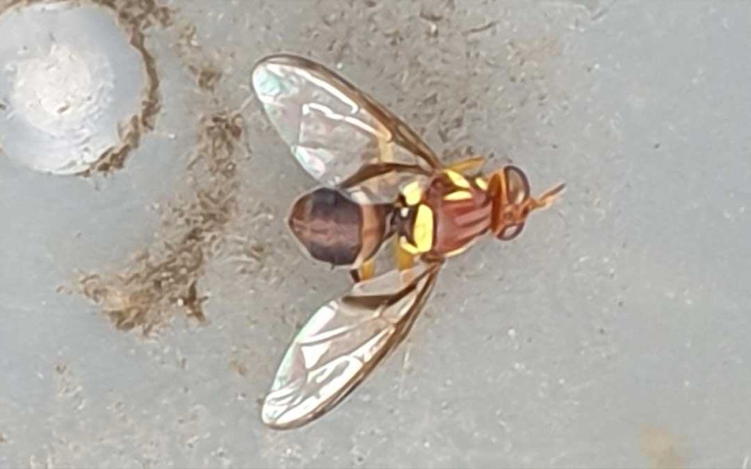 queensland fruit fly