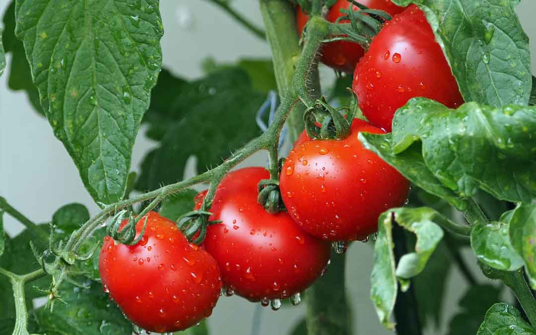 Growing great tomatoes