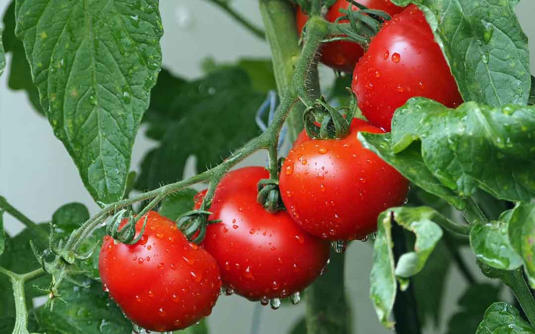 Tomatoes growing on the vine