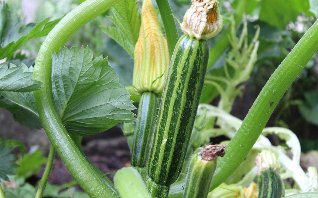 Zucchini growing in Melbourne