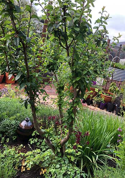 Pruning thinning cut - Thinned medlar in leaf