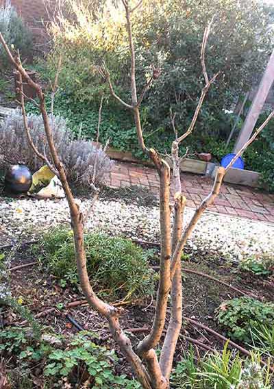 Pruning Thinned medlar in leaf