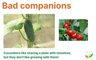 Bad companion plants in the vegie garden