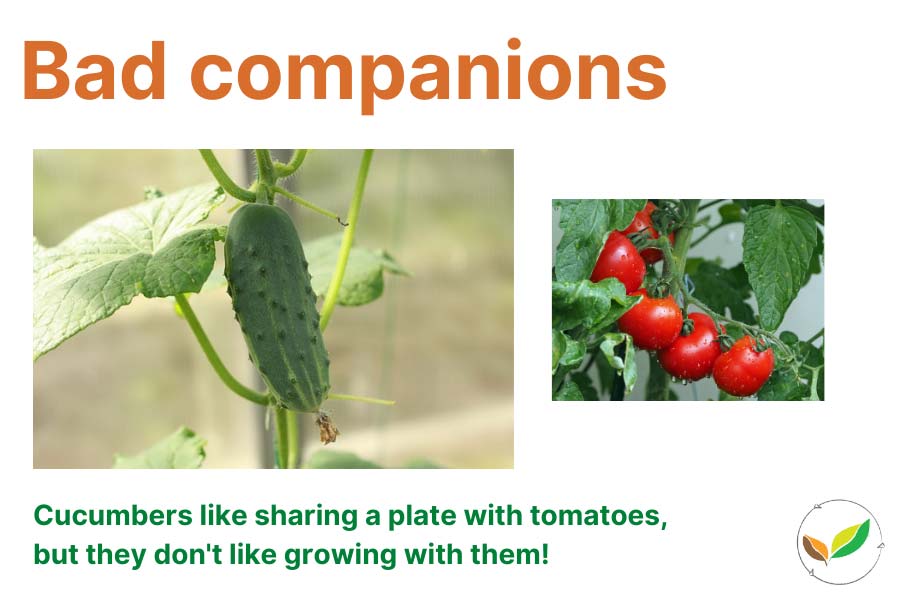 Bad companion plants in the vegie garden