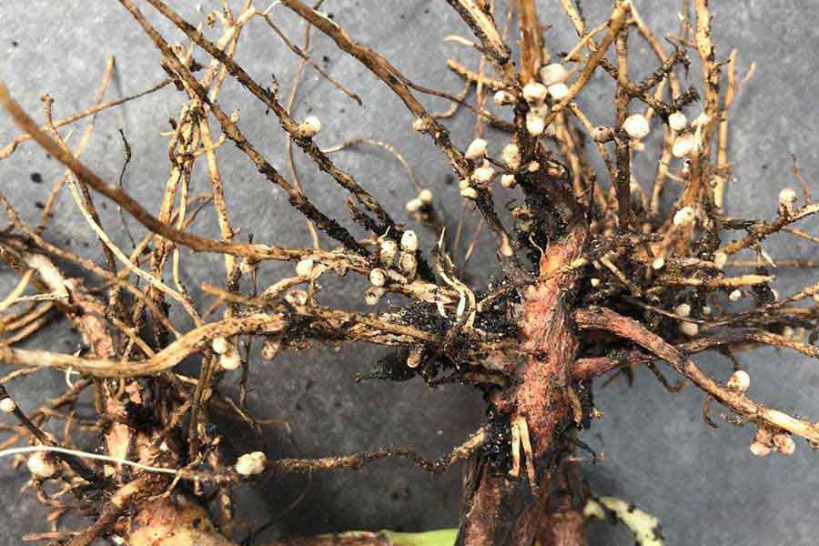 broad beans with nitrogen nodules on the roots