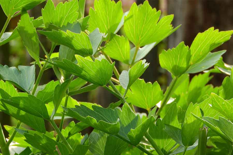 Taking stock: the wonders of lovage