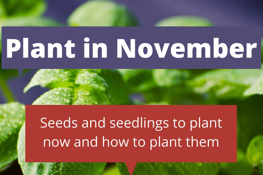 What to plant in November in Melbourne Sustainable Macleod