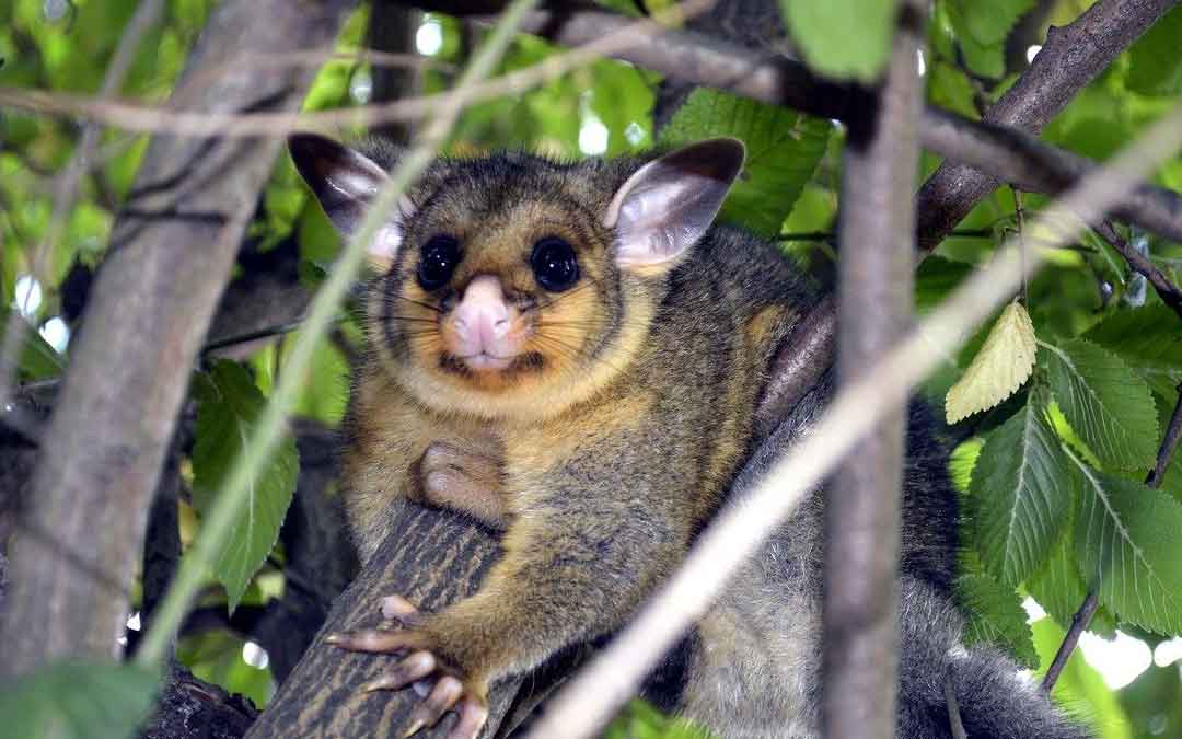 possom in a tree