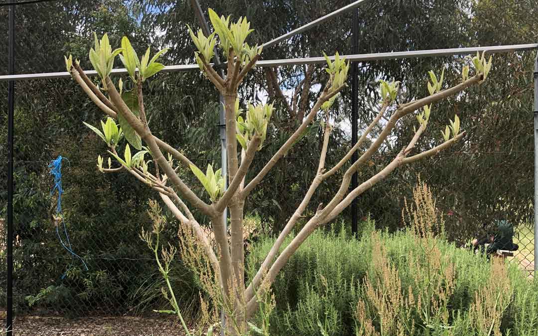 Example of pruning - heading cuts on loquat tree