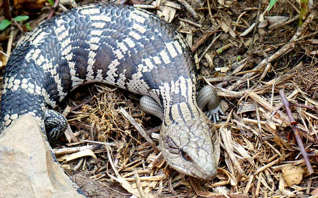 blue tounge lizard