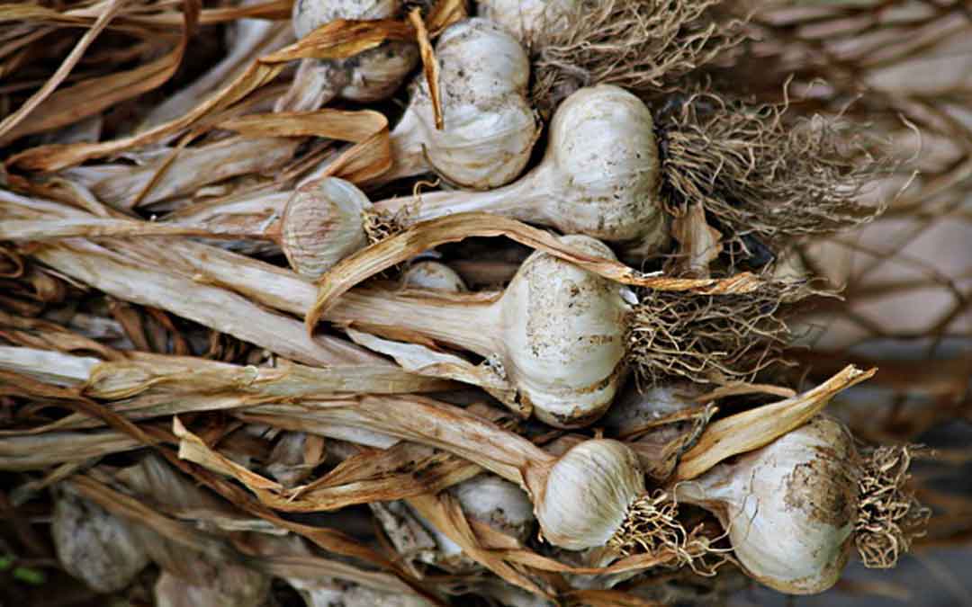 garlic drying