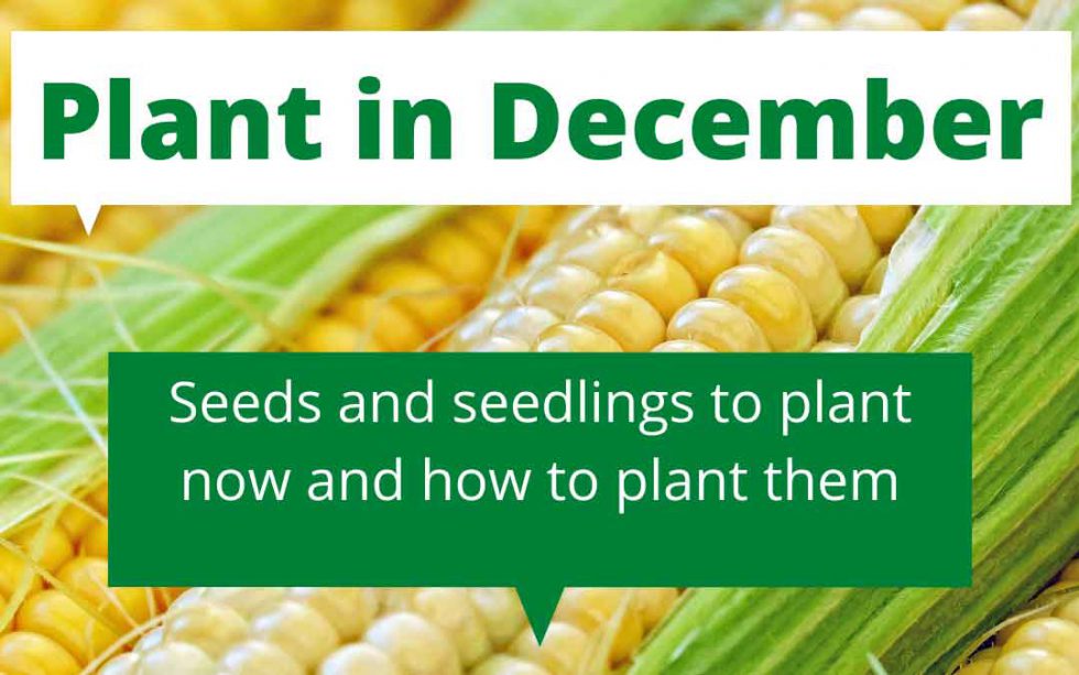 What to plant in December in Melbourne Sustainable Macleod
