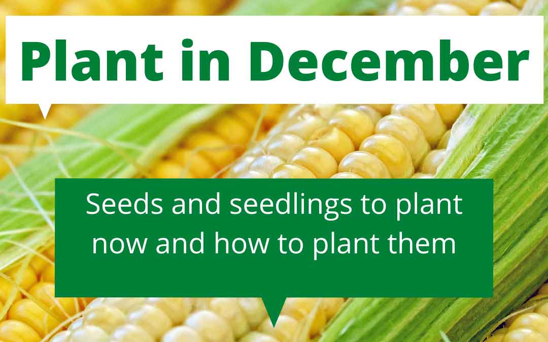 what to plant in December