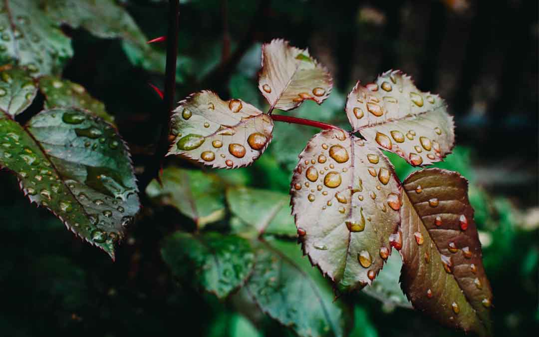 Rain drops on leaves