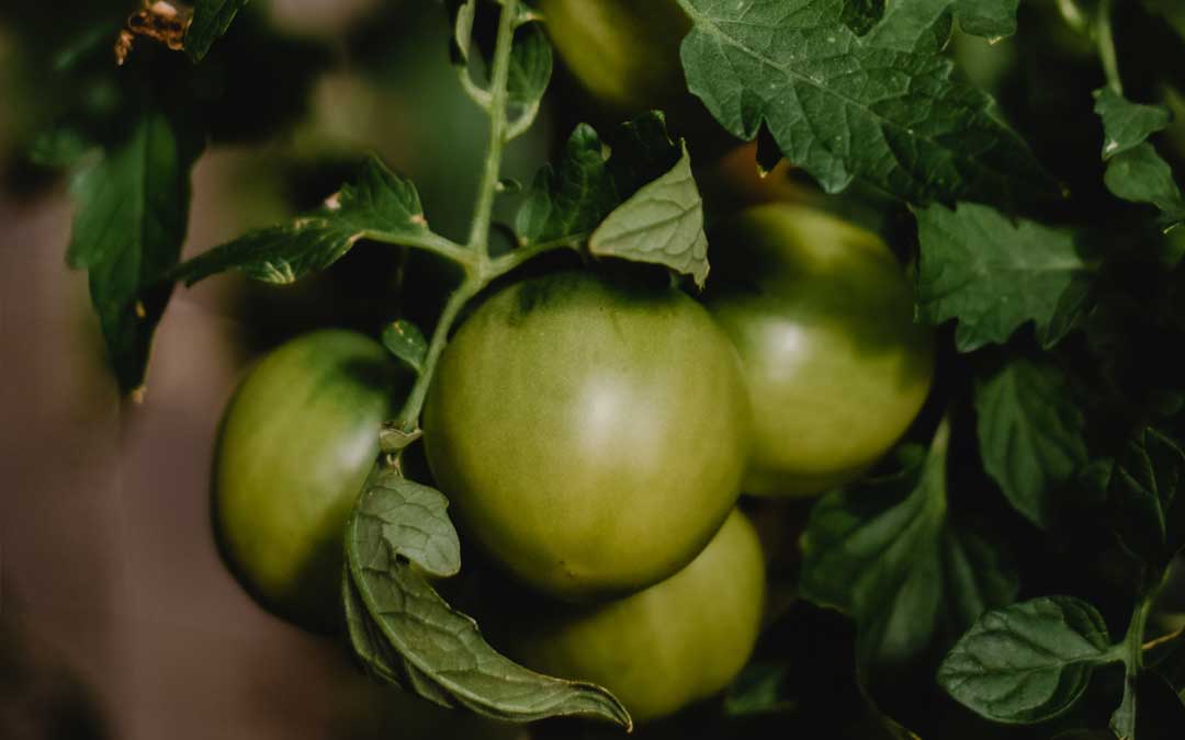 green tomatoes