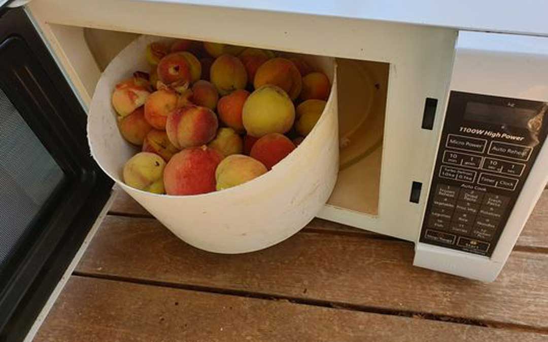 Microwave your fruit fly infected fruit