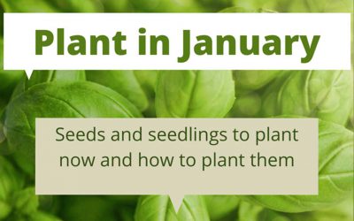 What to plant in January in Melbourne