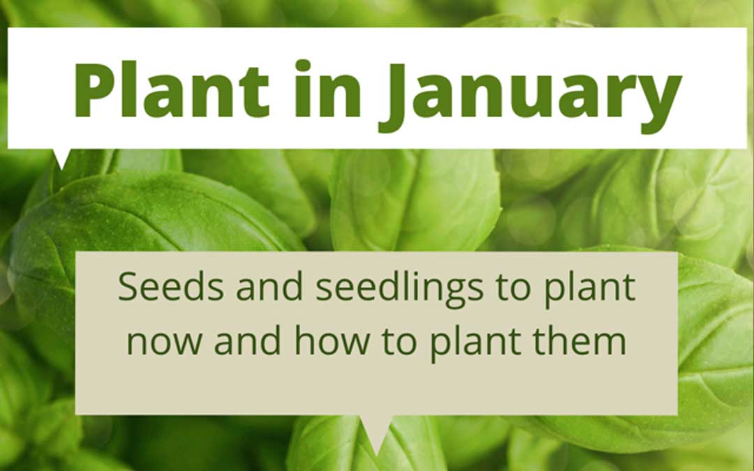 What to plant in January in Melbourne Sustainable Macleod