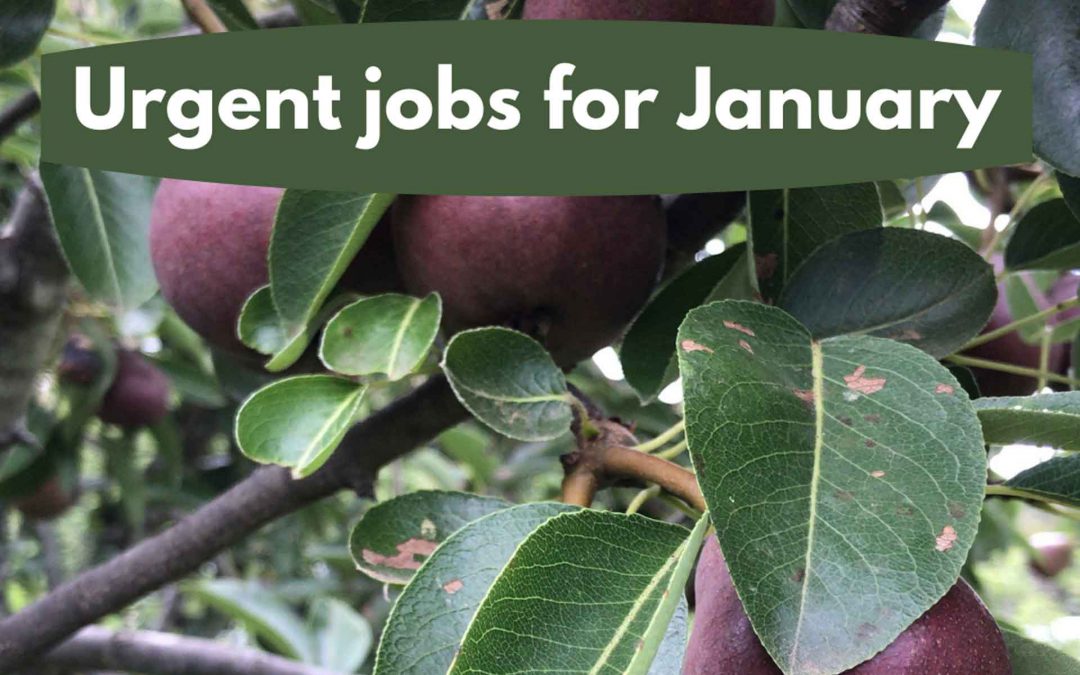 Urgent jobs in the garden for January